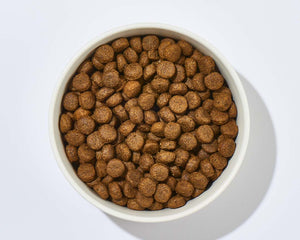 Hundefutter & Ernährung
