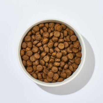 Hundefutter & Ernährung