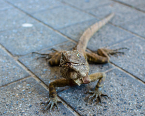 Terraristik & Reptilien