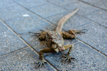 Terraristik & Reptilien