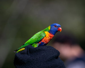 Vogel