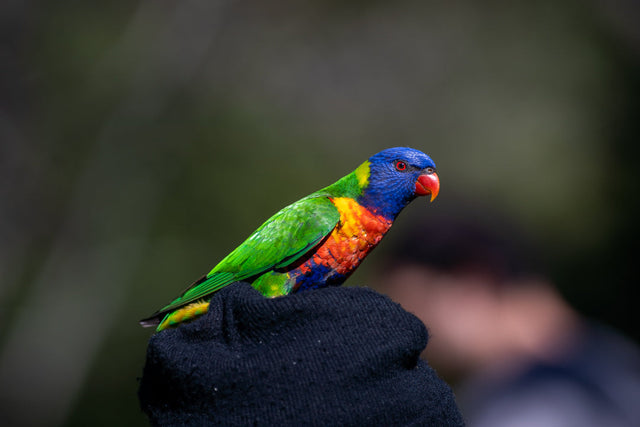 Vogel