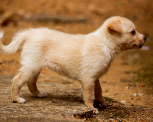 Welpen & junge Hunde