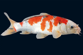 Koi – Premium Teichpflege, Futter & Zubehör für gesunde Koi