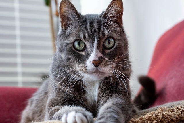 Katzen
