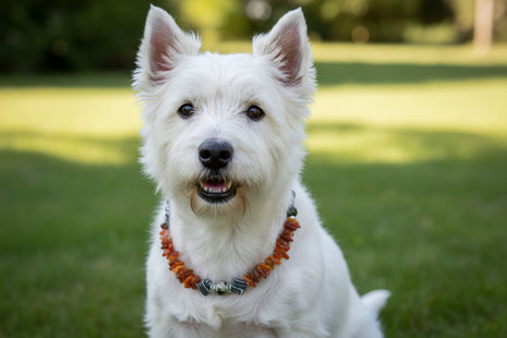 Bernsteinkette für Hunde – Unikat mit Edelsteinen 38 cm