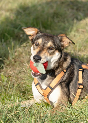 BUDDY. Spielzeuge Apfel für Hunde aus Wolle - ideal für Welpen und Senioren