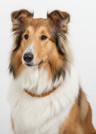 Dog Amber Necklace Flexi