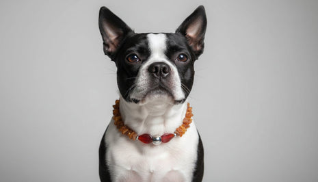 Bernsteinkette für Hunde – Unikat mit Achat 38 cm