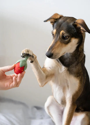 BUDDY. Hundespielzeug für kleine Hunde - Erdbeere aus Wolle