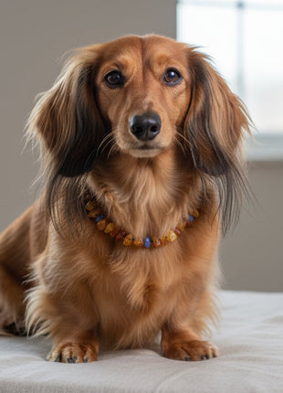 Dog amber necklace, blue quartz