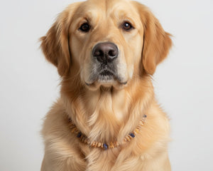 Collection image for: Bernsteinketten für Hunde - amberdog® | Das ORIGINAL