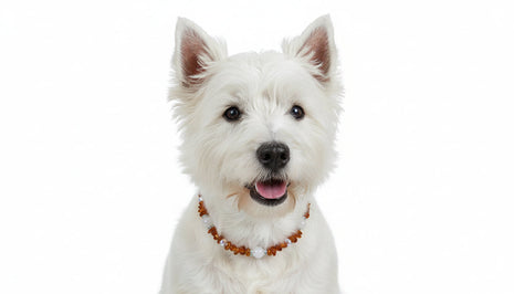 Bernsteinkette für Hunde – Unikat mit Rosenquarz & Swari (37 cm)