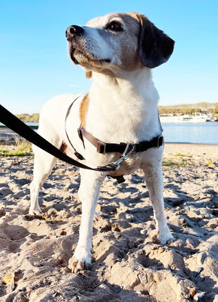 STURMFREI® Saver anti-stress harness for small to medium-sized dogs
