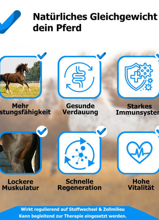 AnoKath® Liquid – unterstützende Begleitung bei Vaskulitis beim Pferd
