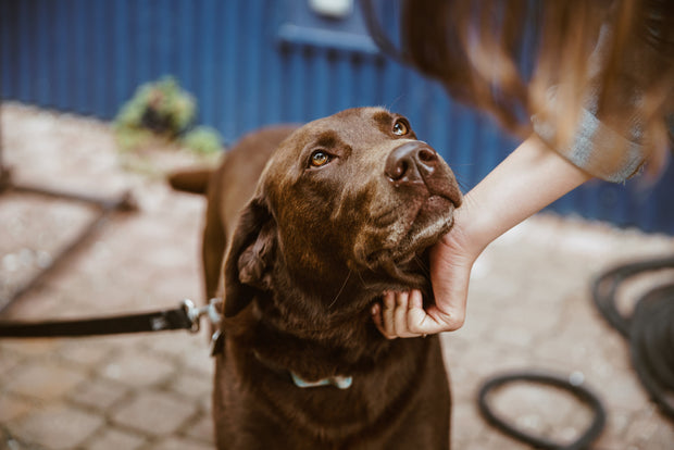 <h2> Discover high-quality dog ​​grooming products.</h2>