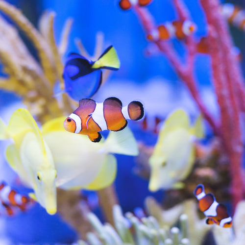 Aquarium mit Fischen – Symbolbild für unsere Aquaristik-Kollektion
