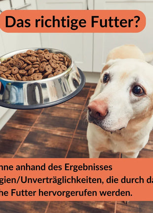 Allergietest Hund