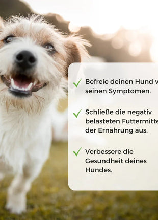 Allergietest Hund