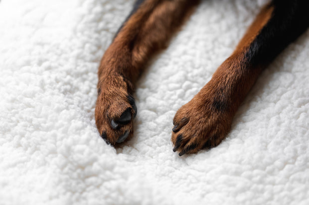 <h1> Discover the perfect toy for your dog.</h1>