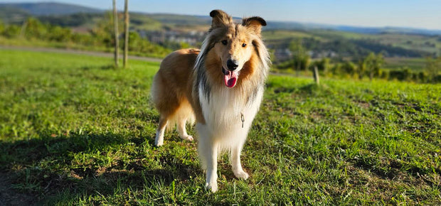 Jessy – Symbolbild für Hundekollektion mit Futter, Spielzeug und Zubehör
