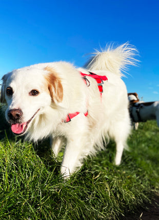 STURMFREI® Saver anti-stress harness for small to medium-sized dogs