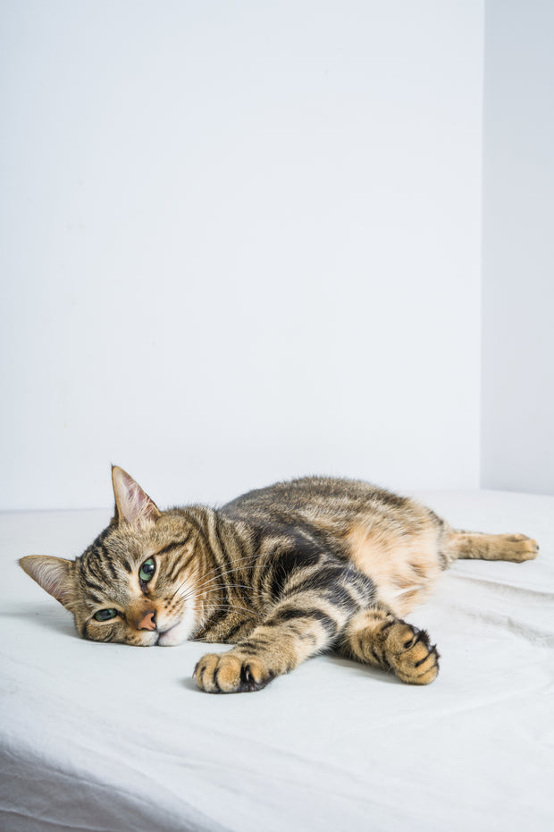 <h3> Improve your cat's well-being with a new scratching post.</h3>