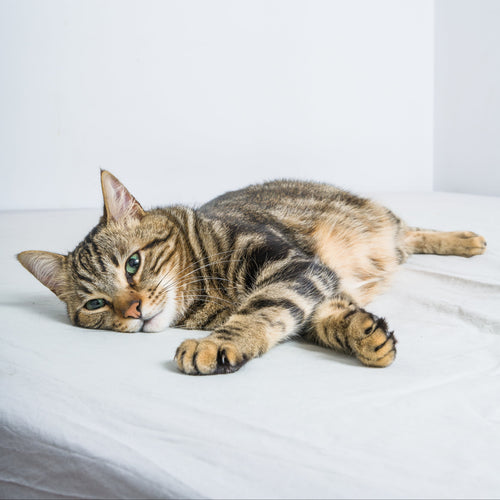 Katze – Titelbild für unsere Hauptkollektion Katze mit Futter, Spielzeug und Zubehör
